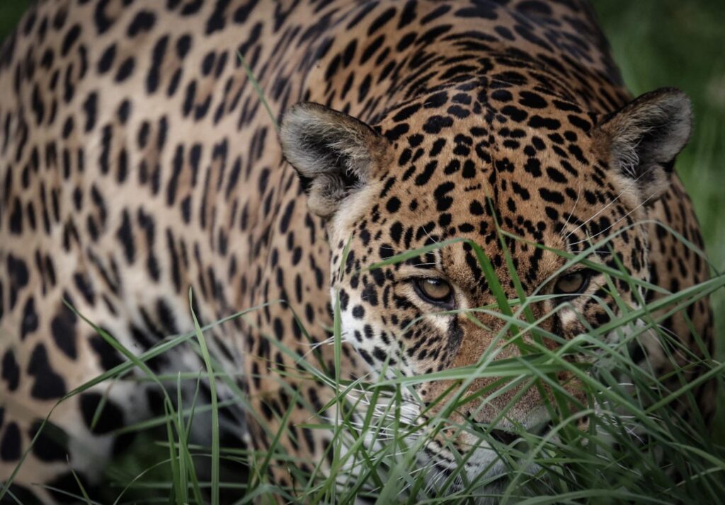Día Internacional del Jaguar el felino más grande del continente