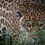 Día Internacional del Jaguar el felino más grande del continente