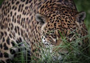 Día Internacional del Jaguar el felino más grande del continente