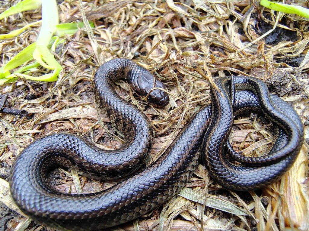 Noticia Serpiente