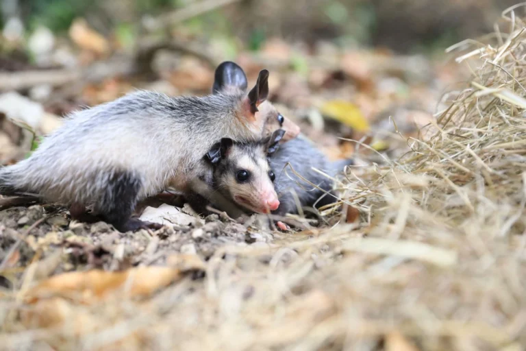 WhatsApp Image 2025-12-01 at 8.27.37 AM (1)