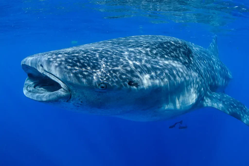 tiburon-ballena_ce6cf8f6_251003123403_1280x852