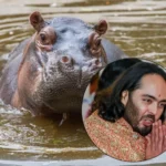 hipopotamos-traslado-india-anant-amb_50483747_20260428195338