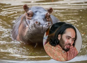 Multimillonario indio propone salvar a los hipopótamos de Colombia
