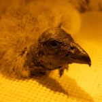 Nace Cattleya, nueva esperanza para el Cóndor Andino