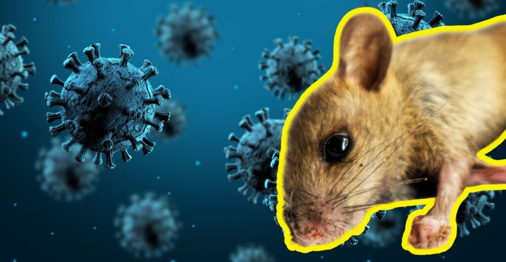 destacada-lo-que-se-sabe-del-hantavirus