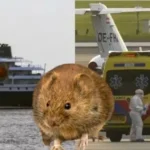 msadbah.jpg_2002894771