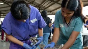 Jornada gratuita de esterilización para perros y gatos se realizará en la vereda La Fuente
