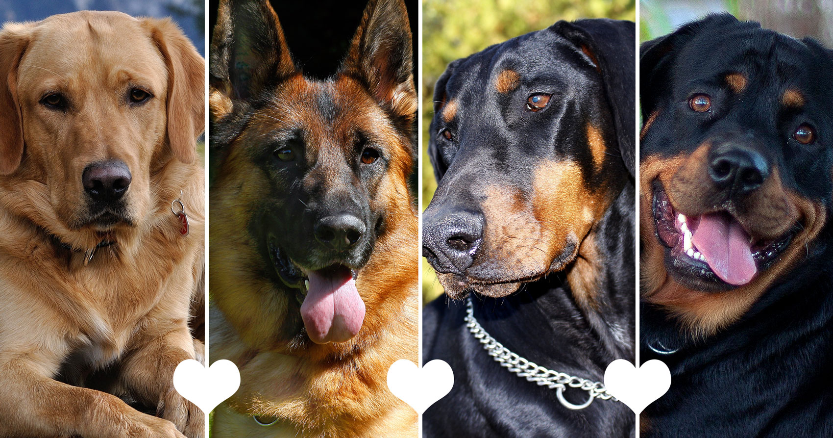 Razas-de-perros-grandes-blog-1